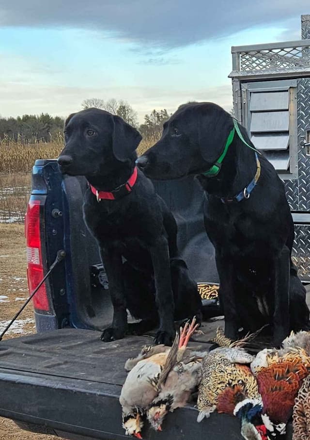Labrador Retriever Puppies media 3