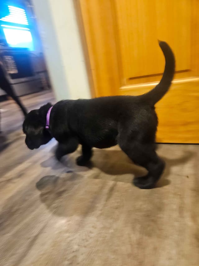 Labrador Retriever Puppies media 4
