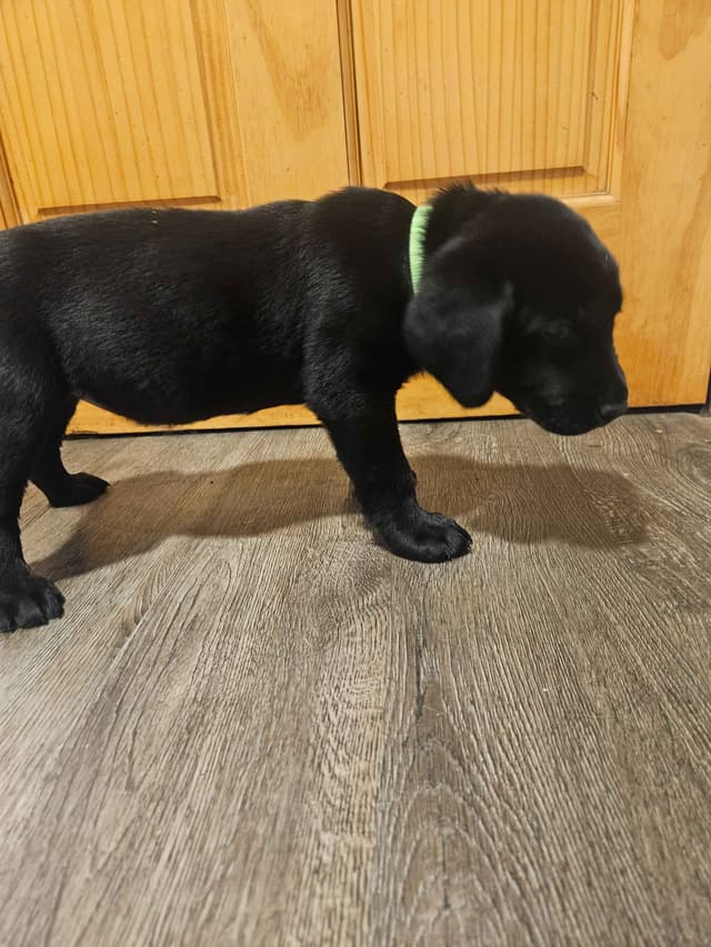 Labrador Retriever Puppies media 5