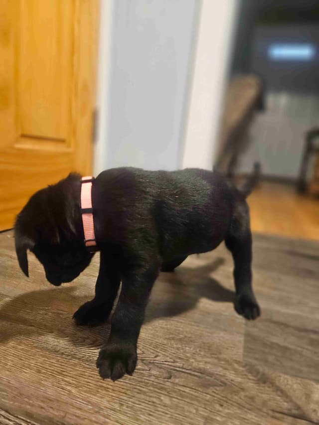 Labrador Retriever Puppies media 6
