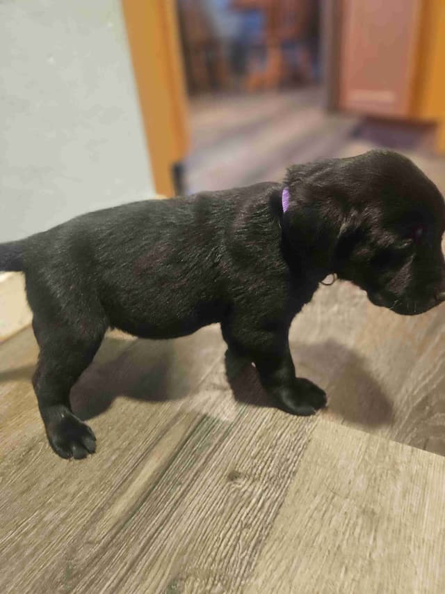 Labrador Retriever Puppies media 7