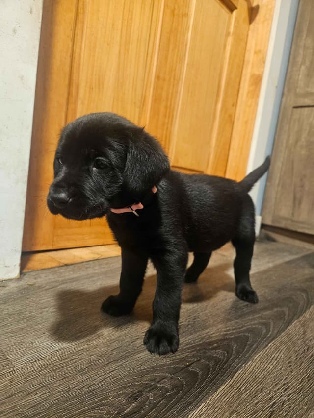 Labrador Retriever Puppies media 8