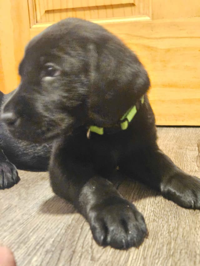 Labrador Retriever Puppies media 9