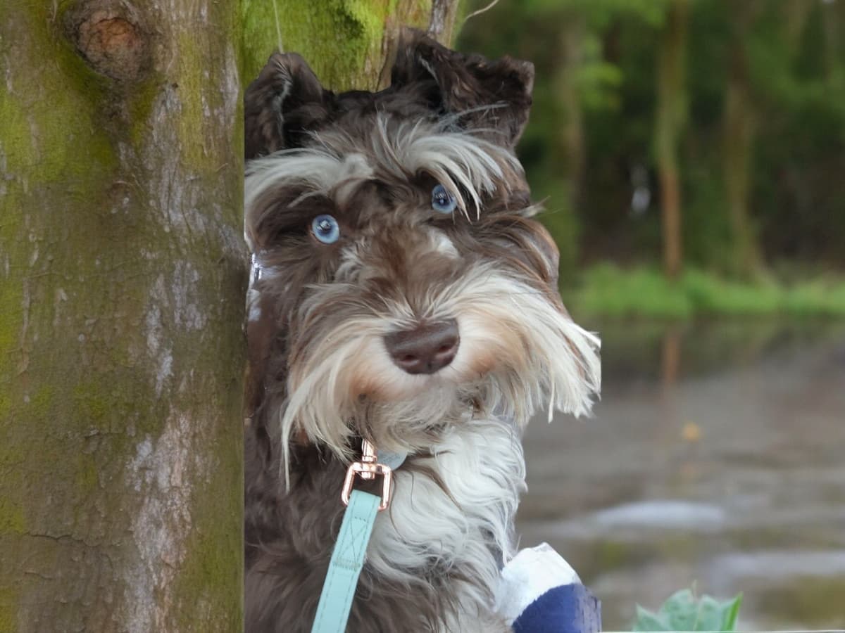 Miniature Schnauzer Puppies breeder image 1