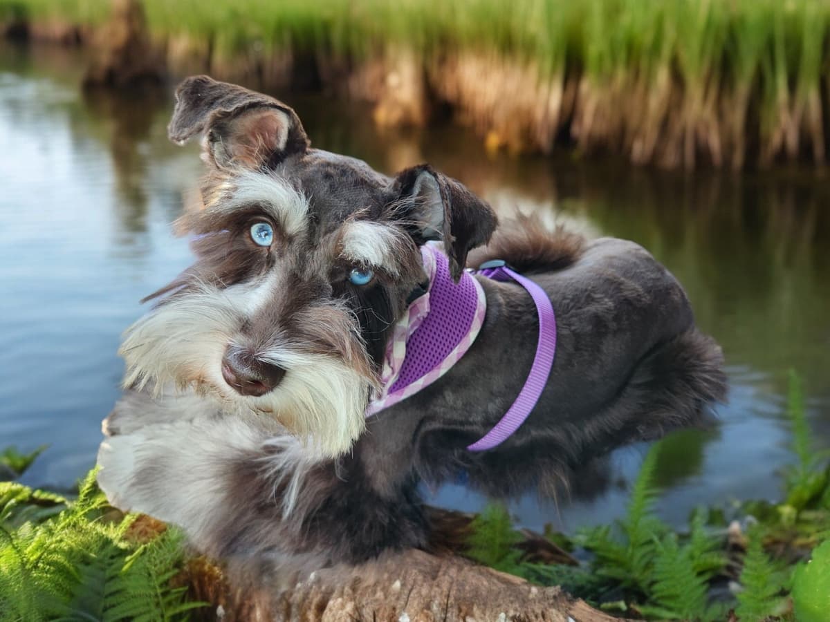 Miniature Schnauzer Puppies breeder image 4