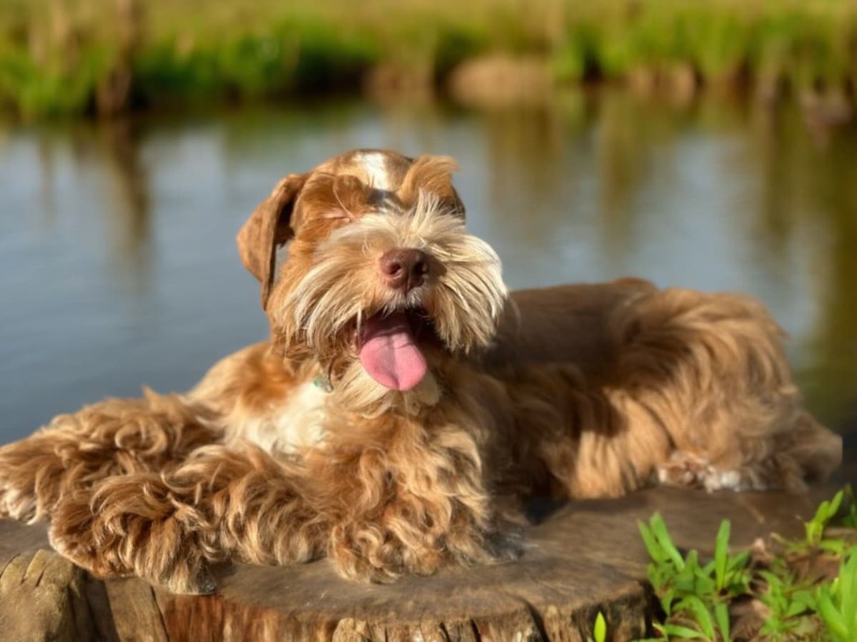 Miniature Schnauzer Puppies breeder image 5