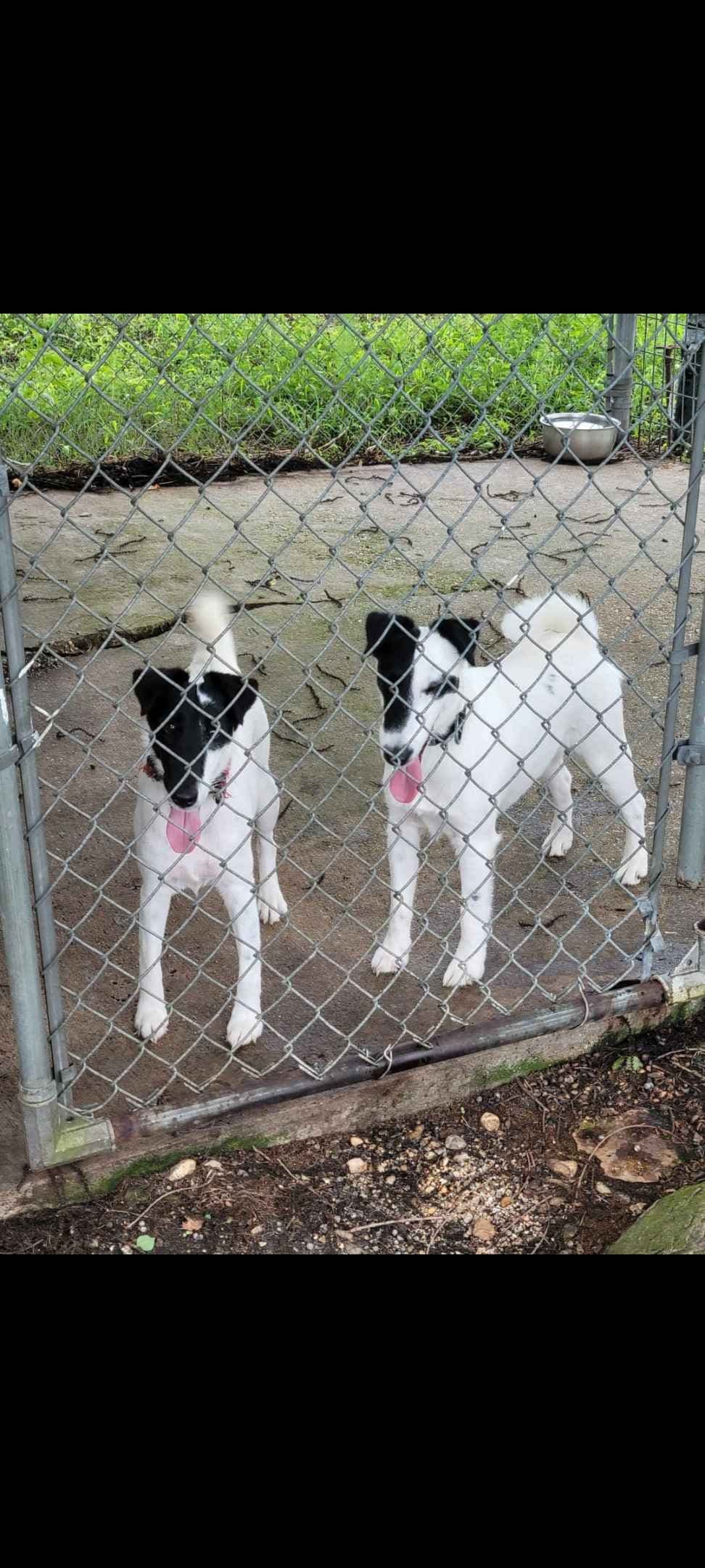Smooth Fox Terrier Puppies breeder image 1