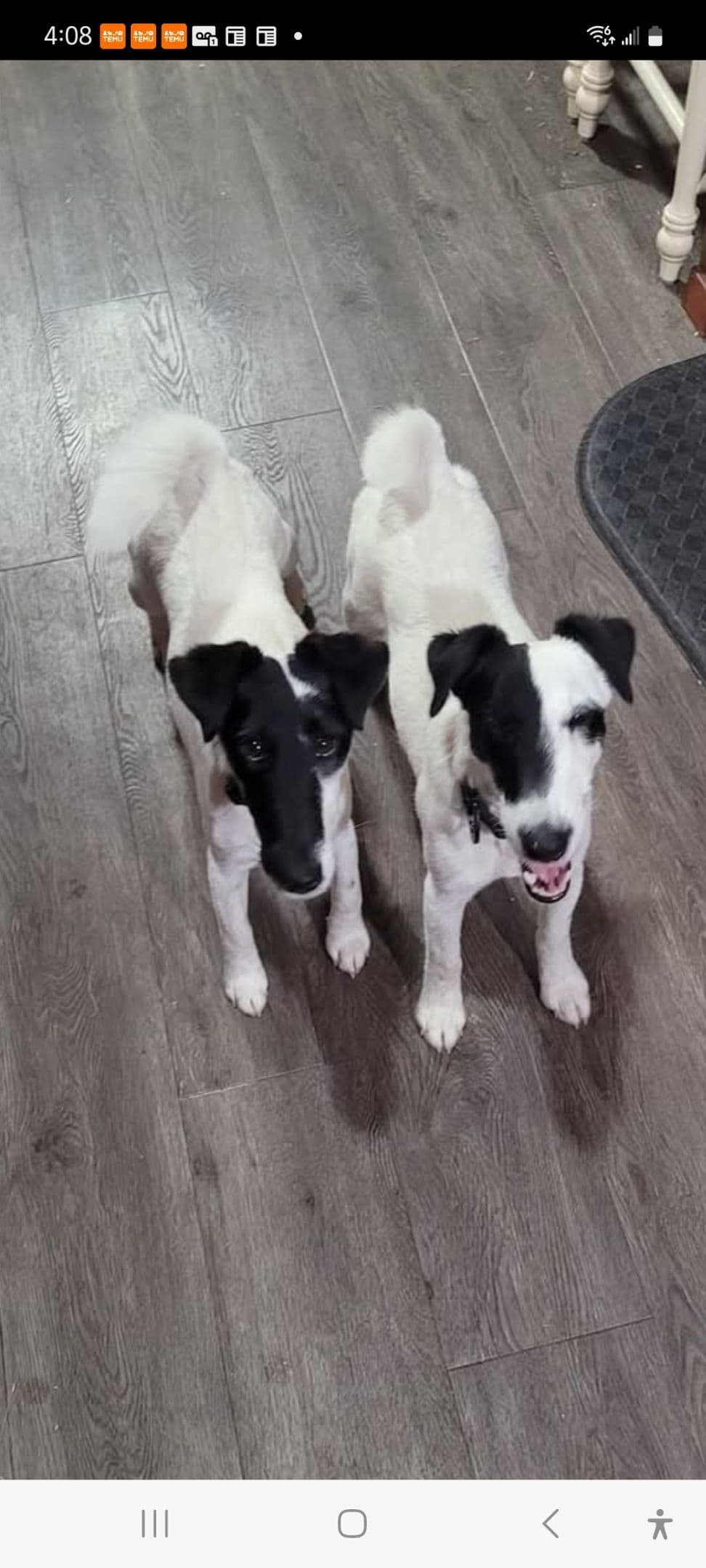 Smooth Fox Terrier Puppies breeder image 2