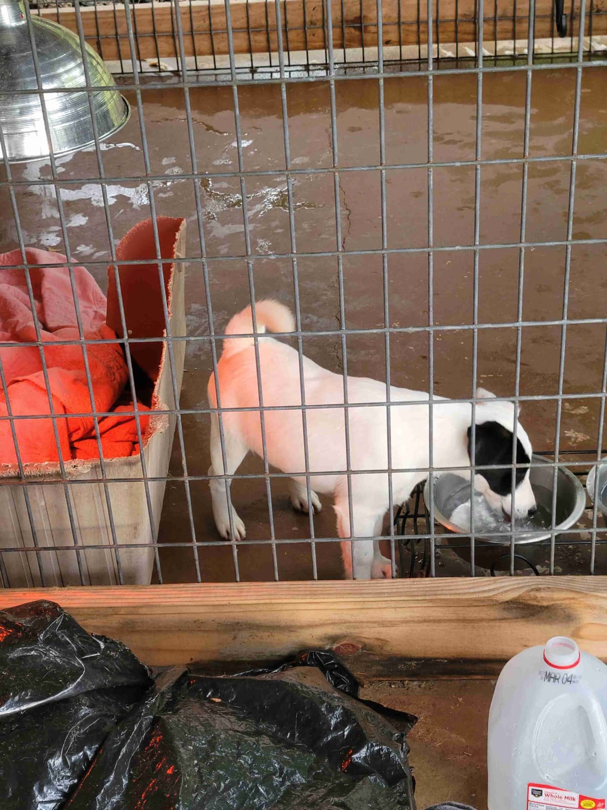 Smooth Fox Terrier Puppies breeder image 3