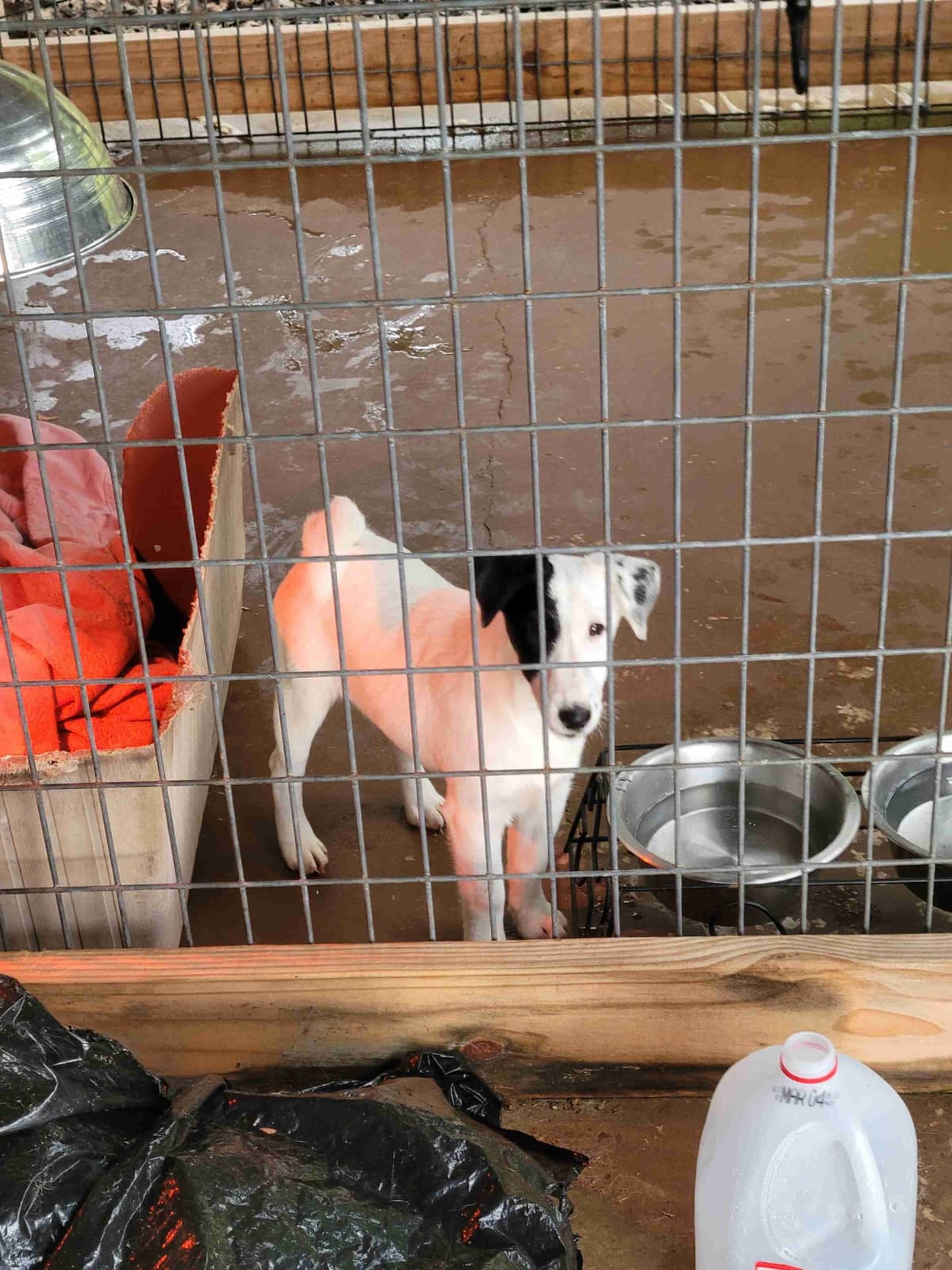 Smooth Fox Terrier Puppies breeder image 6