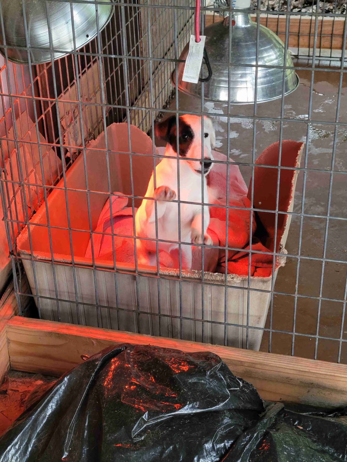 Smooth Fox Terrier Puppies breeder image 4