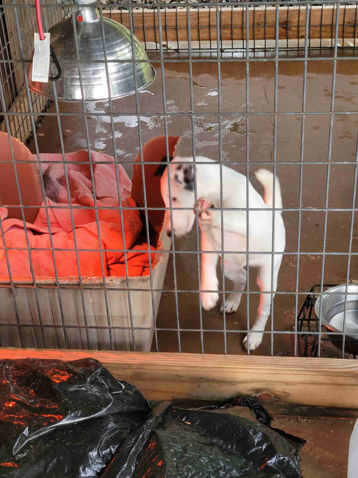 Smooth Fox Terrier Puppies breeder image 7