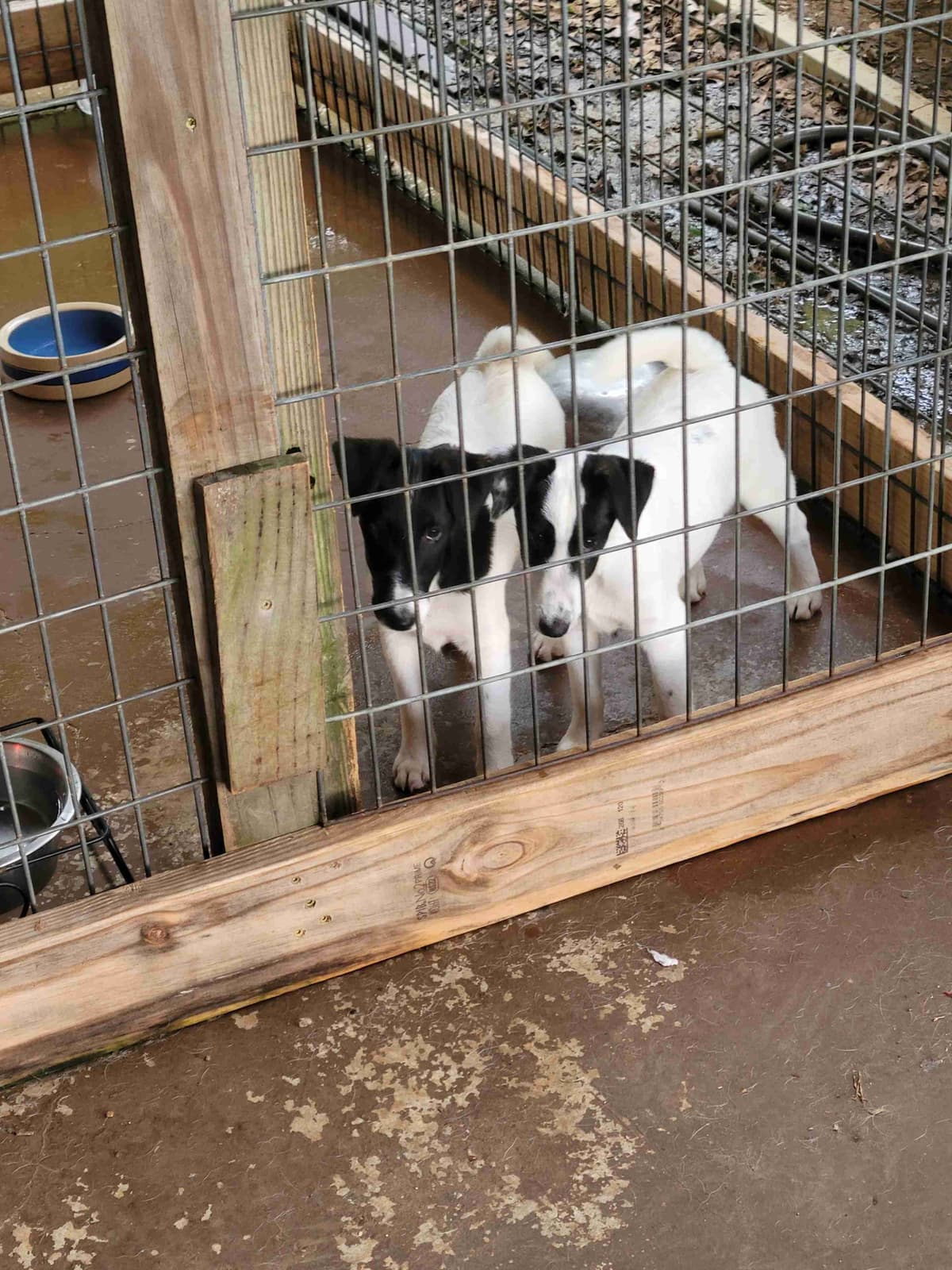Smooth Fox Terrier Puppies breeder image 9