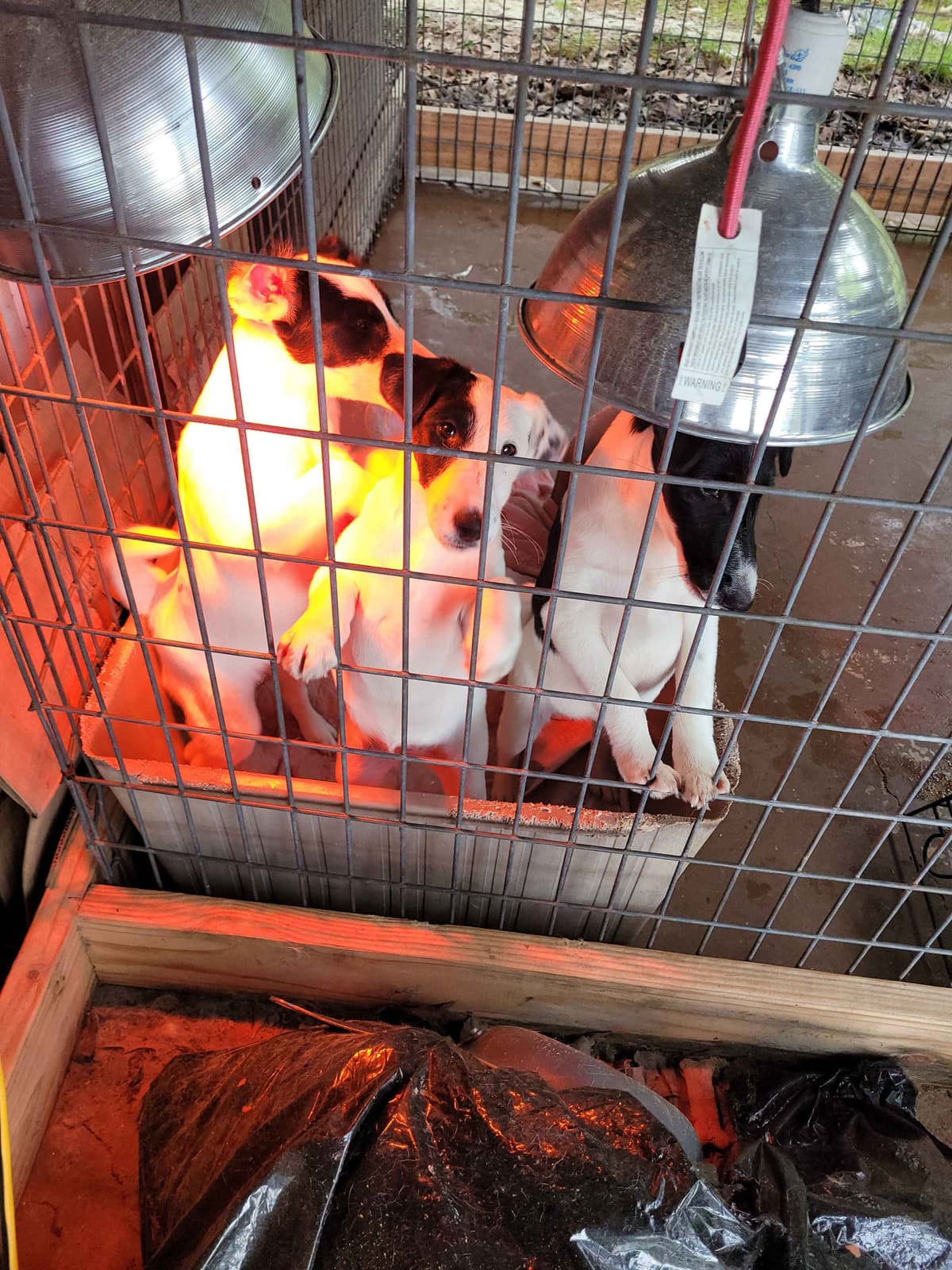 Smooth Fox Terrier Puppies breeder image 8