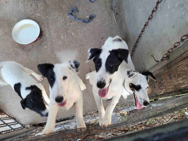 Smooth Fox Terrier Puppies media 2