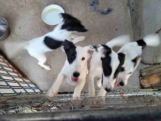Smooth Fox Terrier Puppies media 4