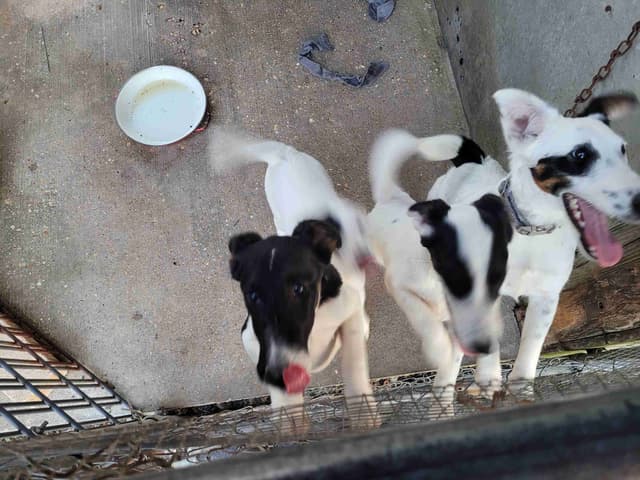 Smooth Fox Terrier Puppies media 5