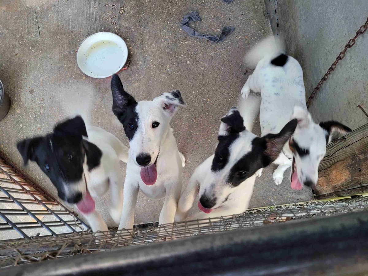 Smooth Fox Terrier Puppies breeder image 11