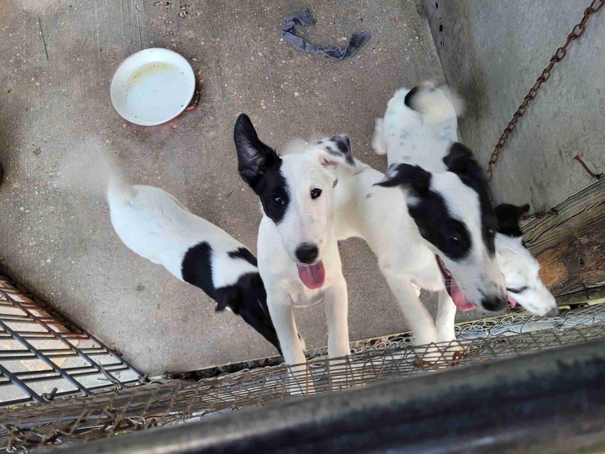 Smooth Fox Terrier Puppies breeder image 13