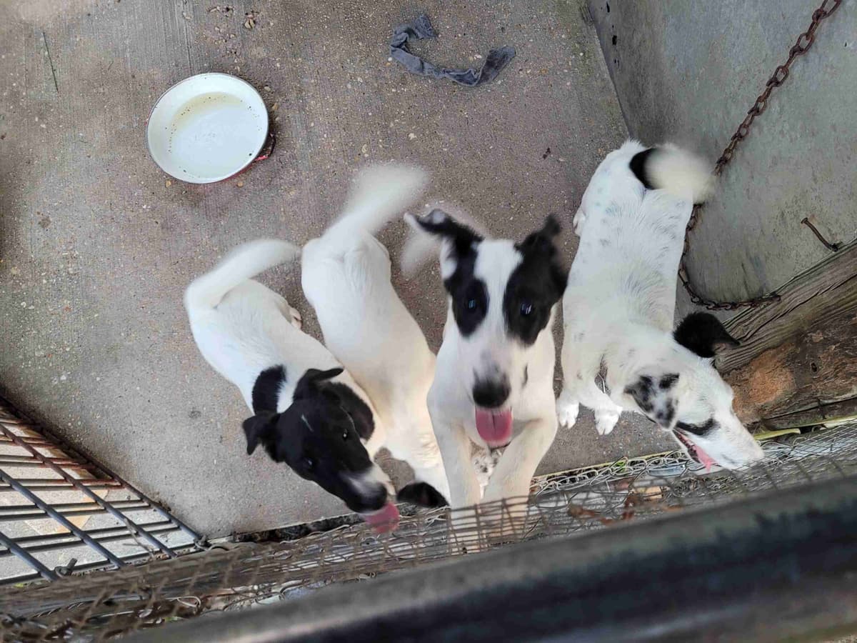 Smooth Fox Terrier Puppies breeder image 14