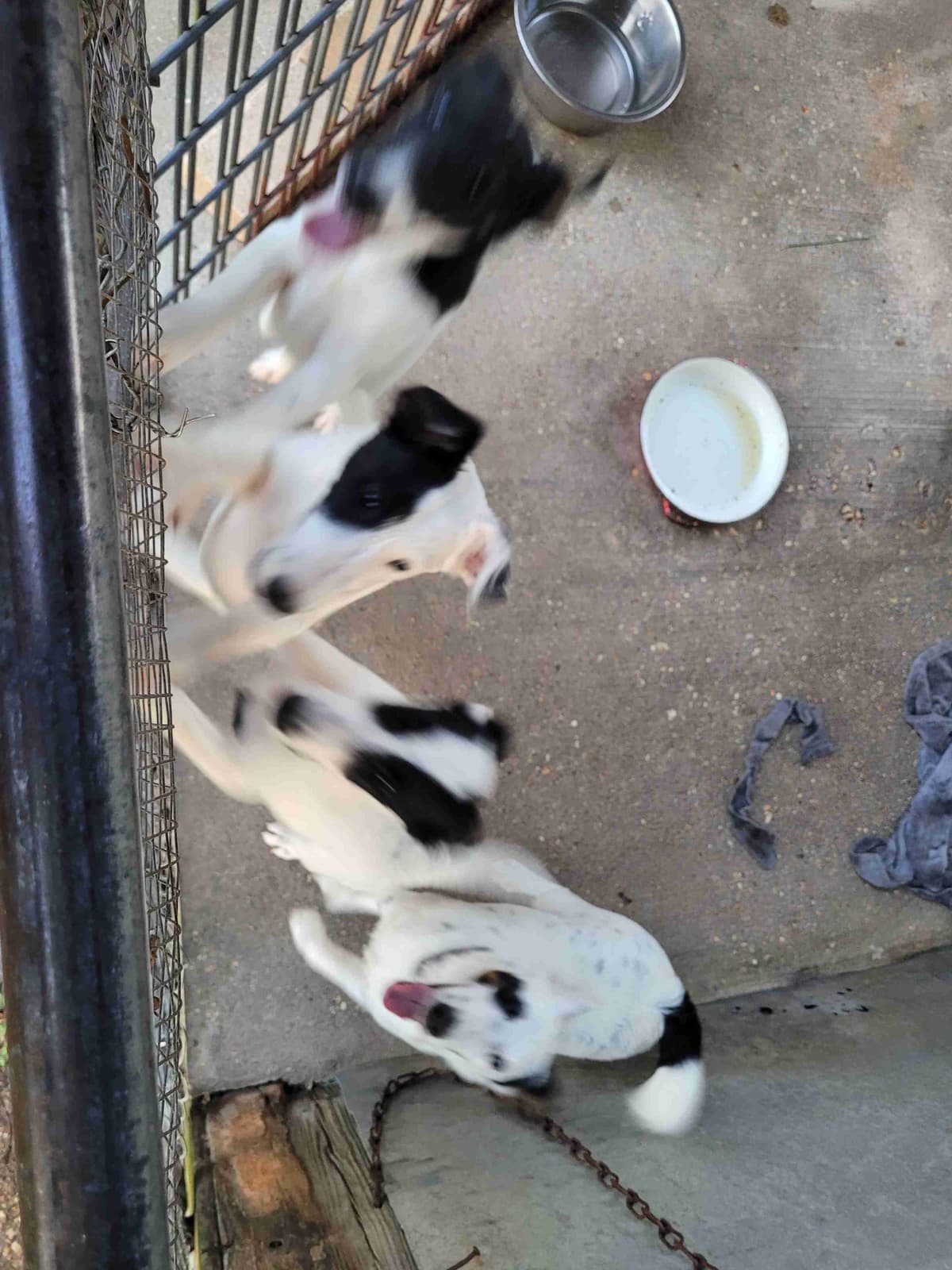 Smooth Fox Terrier Puppies breeder image 15