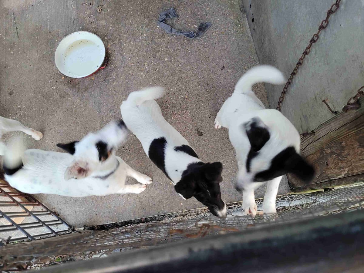 Smooth Fox Terrier Puppies breeder image 17