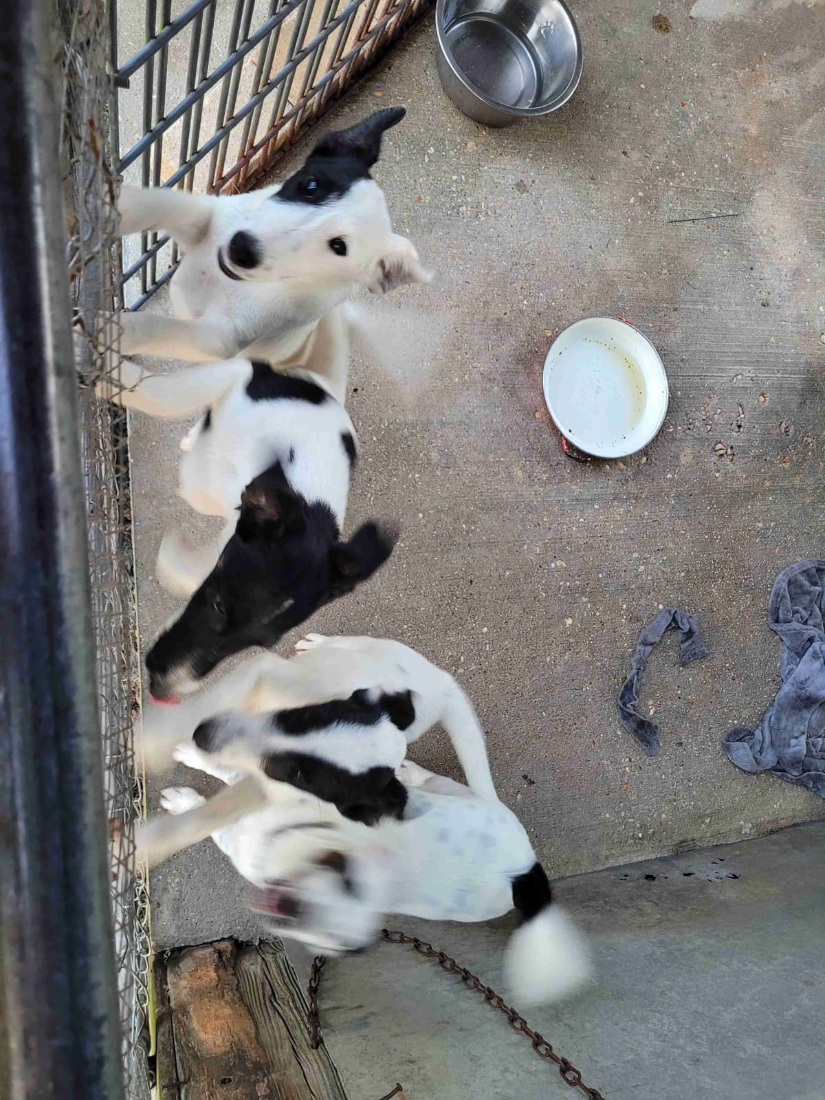 Smooth Fox Terrier Puppies breeder image 18
