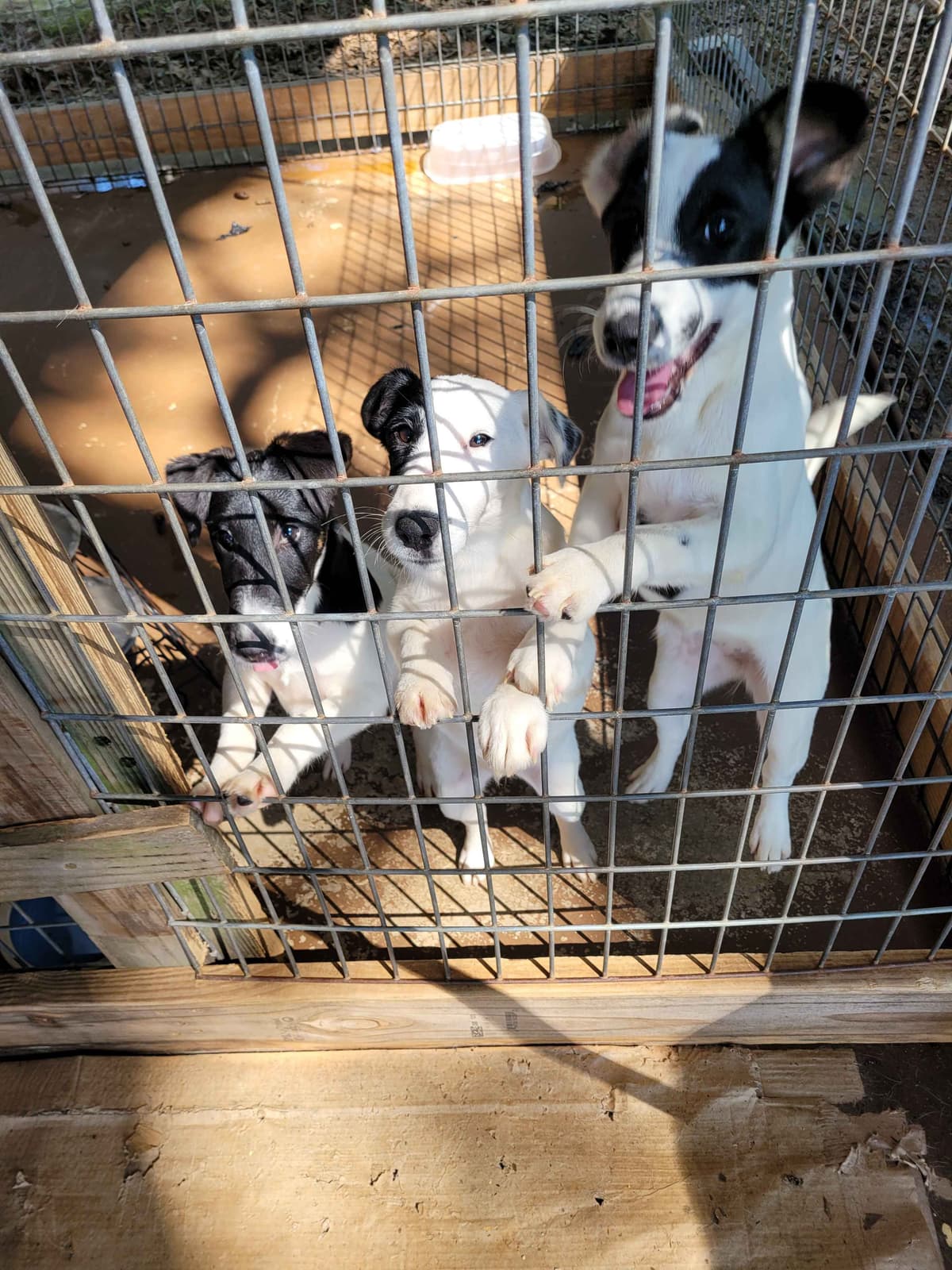Smooth Fox Terrier Puppies breeder image 21