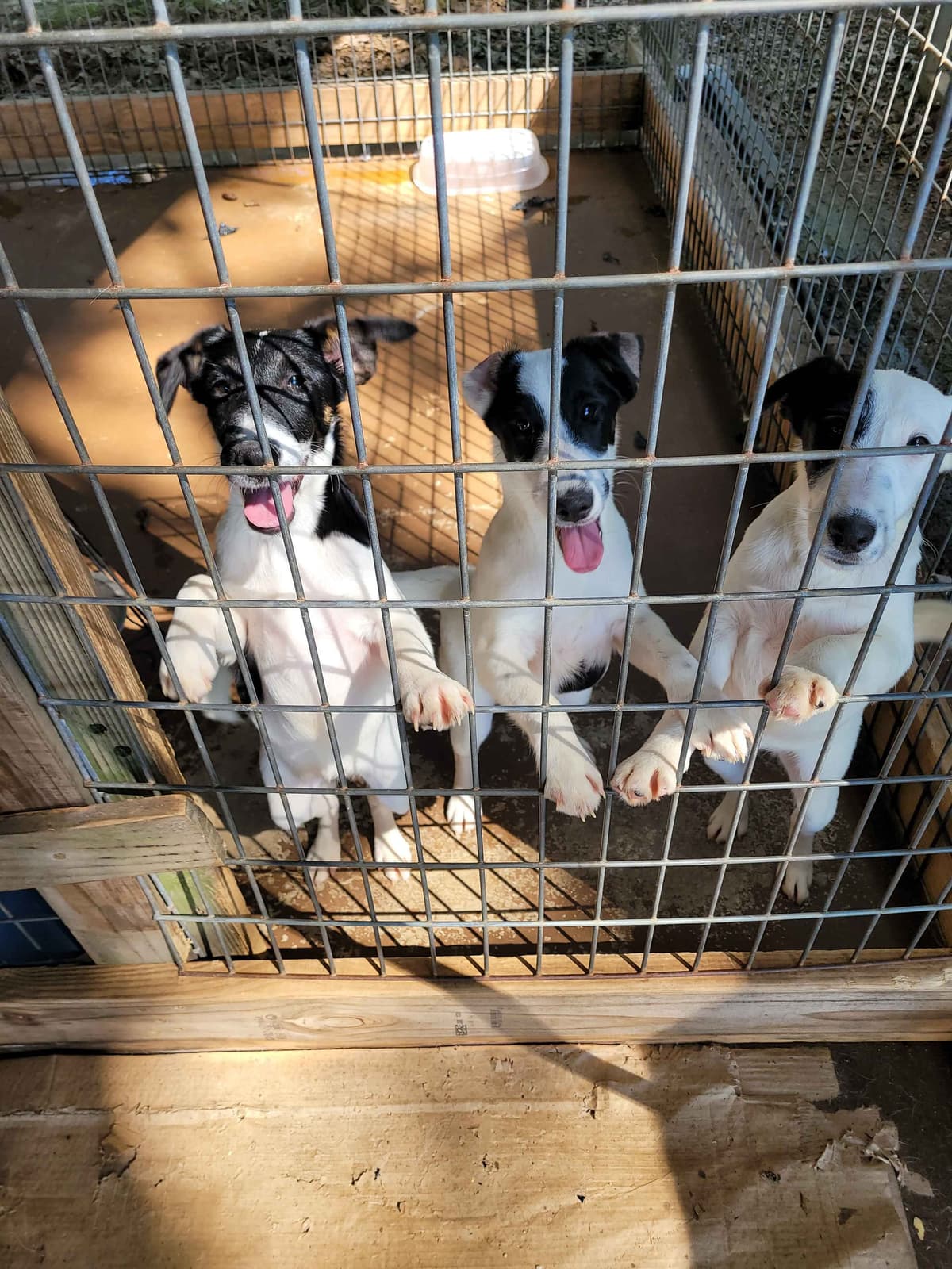 Smooth Fox Terrier Puppies breeder image 23