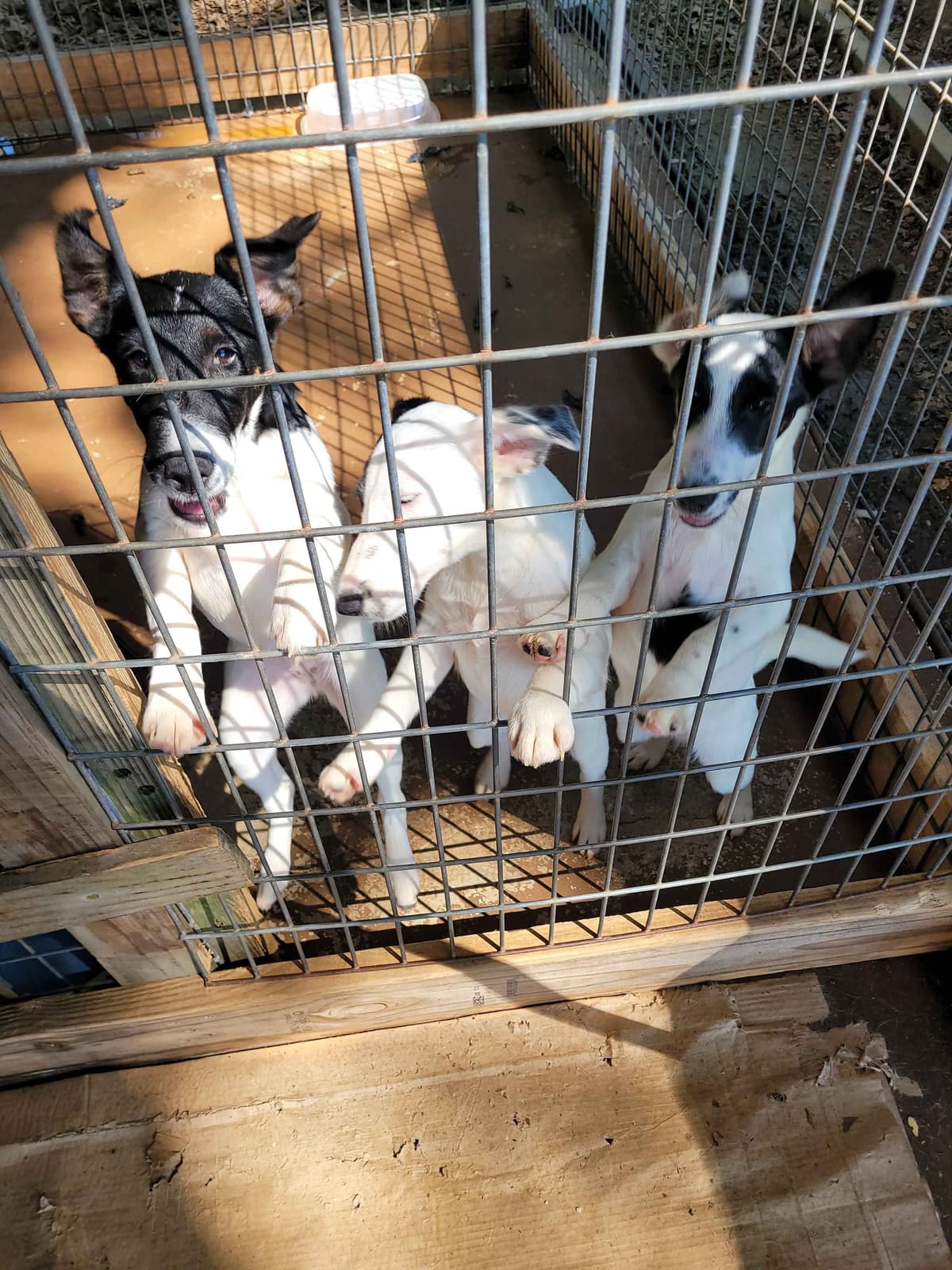 Smooth Fox Terrier Puppies breeder image 22
