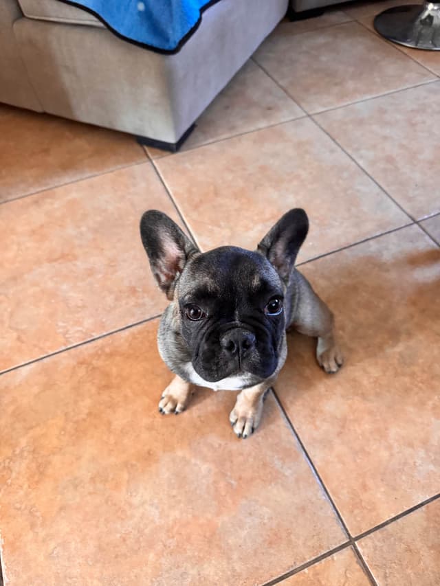 Warthog Bully Puppies! media 2