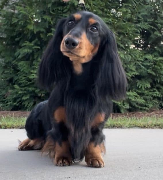 Longhair Dachshund Puppies breeder image 1