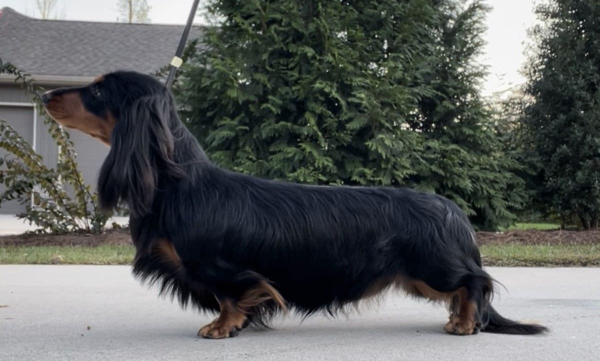 Longhair Dachshund Puppies breeder image 3