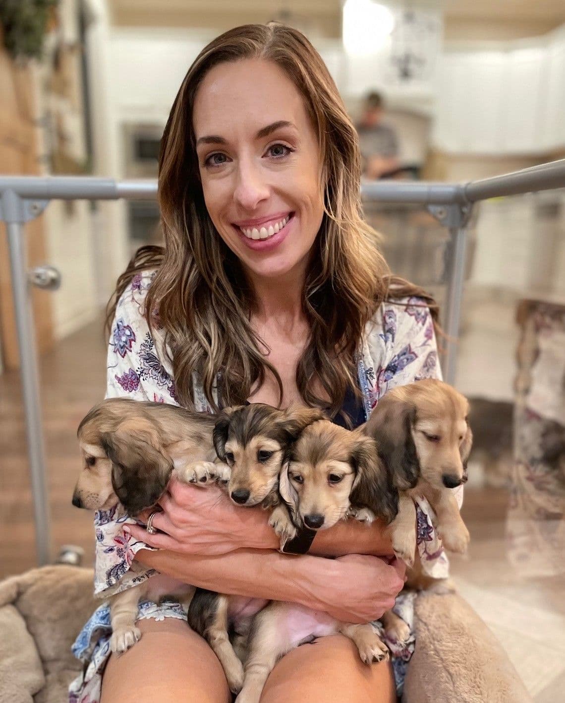 Longhair Dachshund Puppies breeder image 4