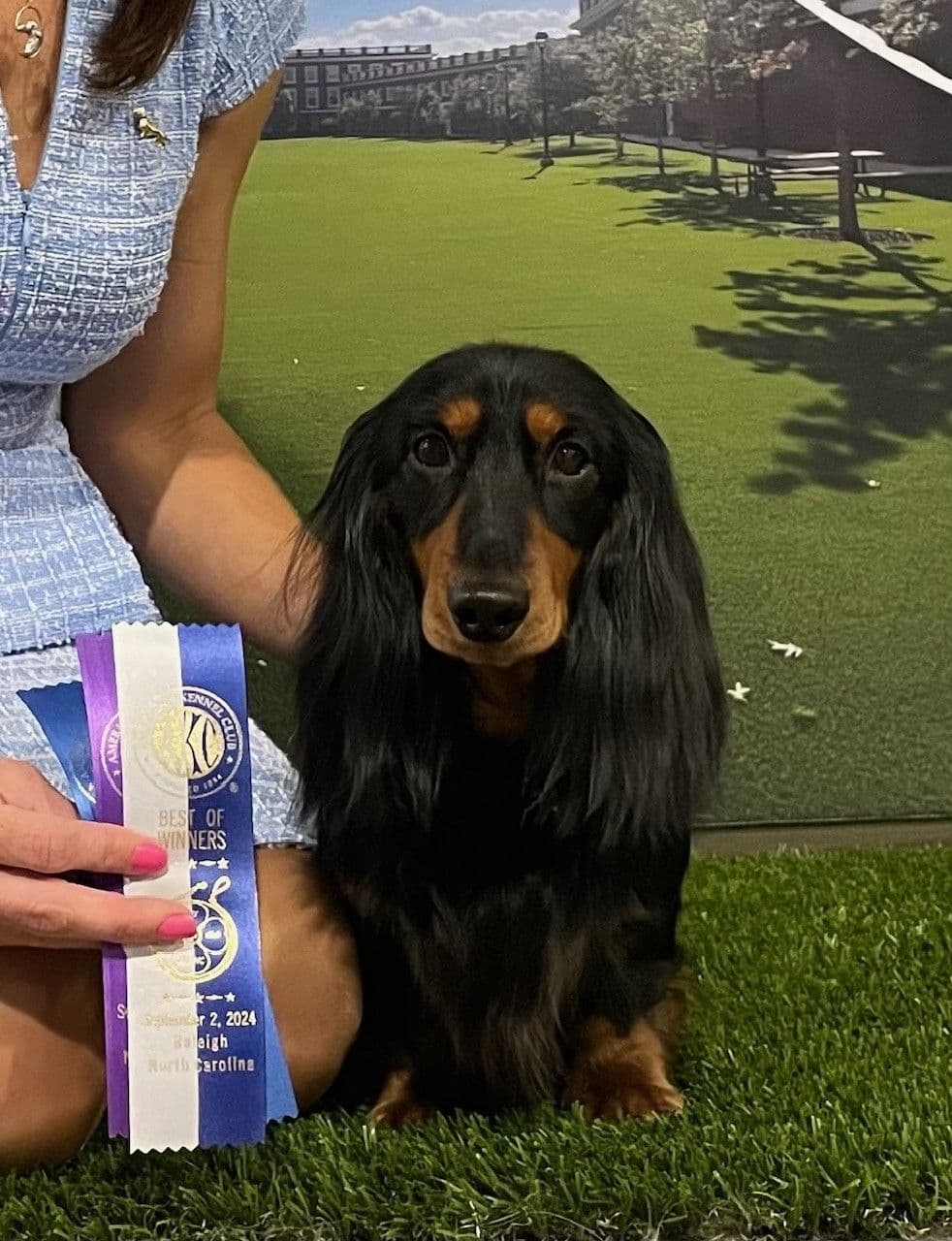 Longhair Dachshund Puppies breeder image 5