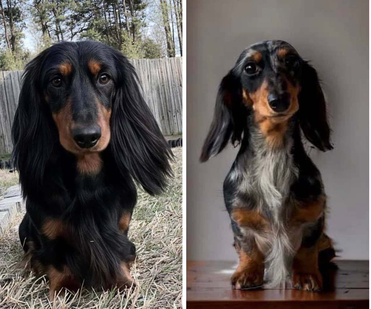 Longhair Dachshund Puppies breeder image 7