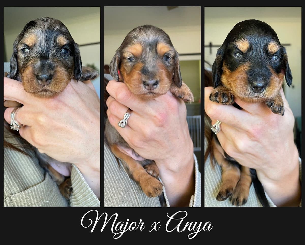Longhair Dachshund Puppies breeder image 8