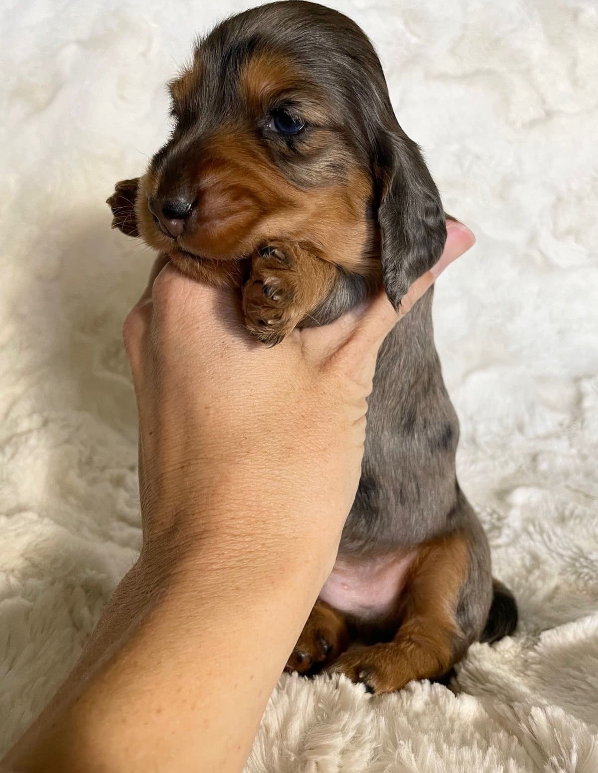 Longhair Dachshund Puppies breeder image 10
