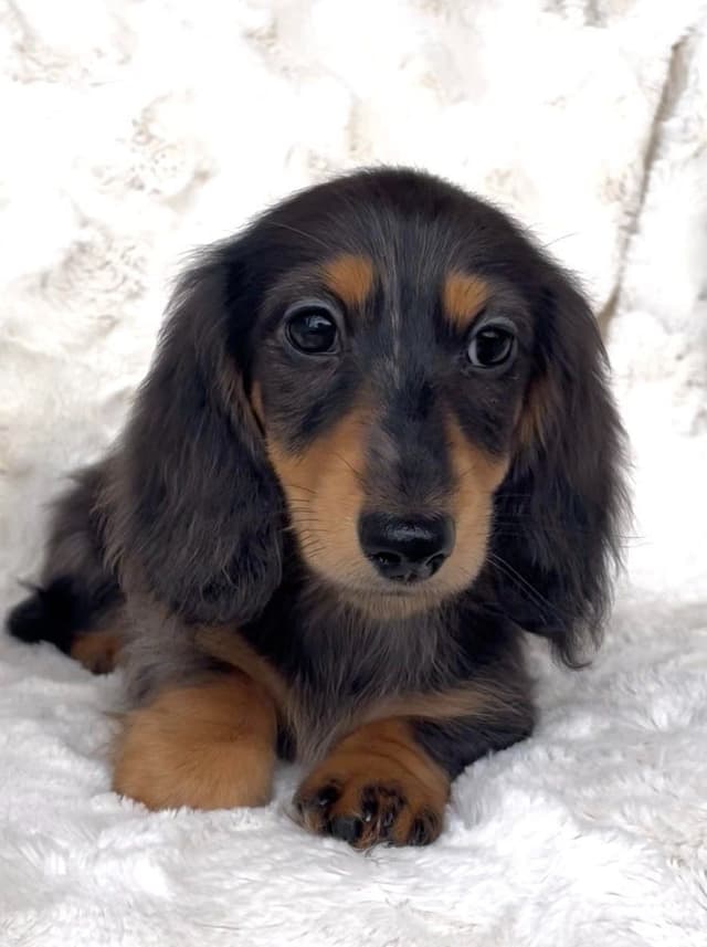 Longhair Dachshund Puppies media 2