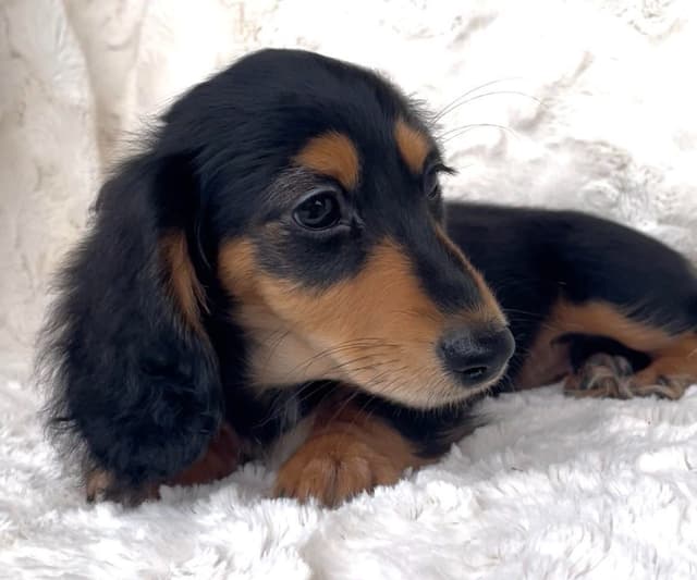 Longhair Dachshund Puppies media 3