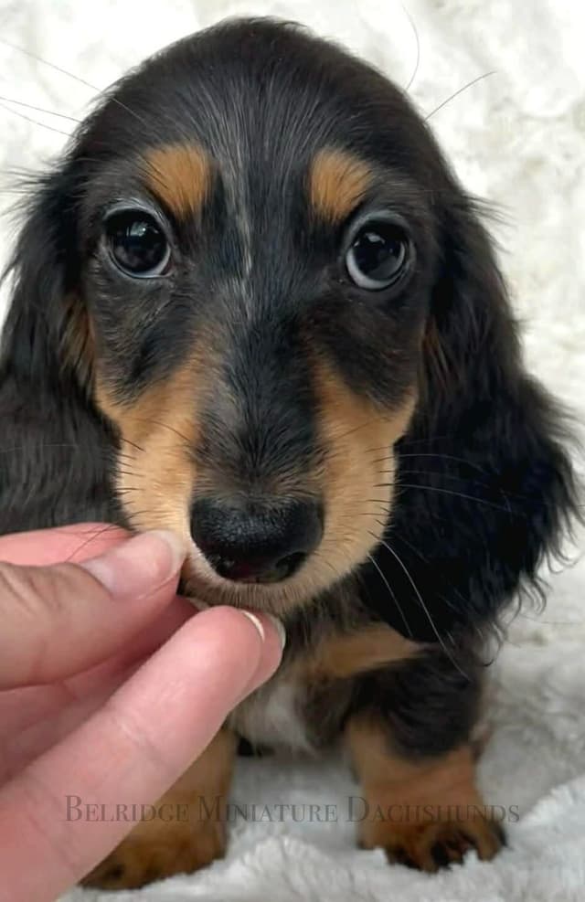 Longhair Dachshund Puppies media 4