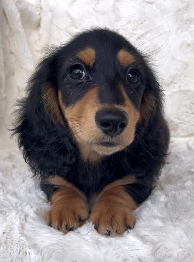 Longhair Dachshund Puppies media 5