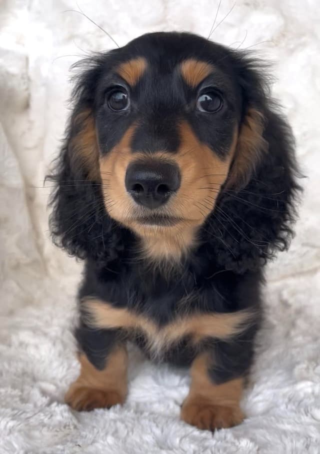 Longhair Dachshund Puppies media 6