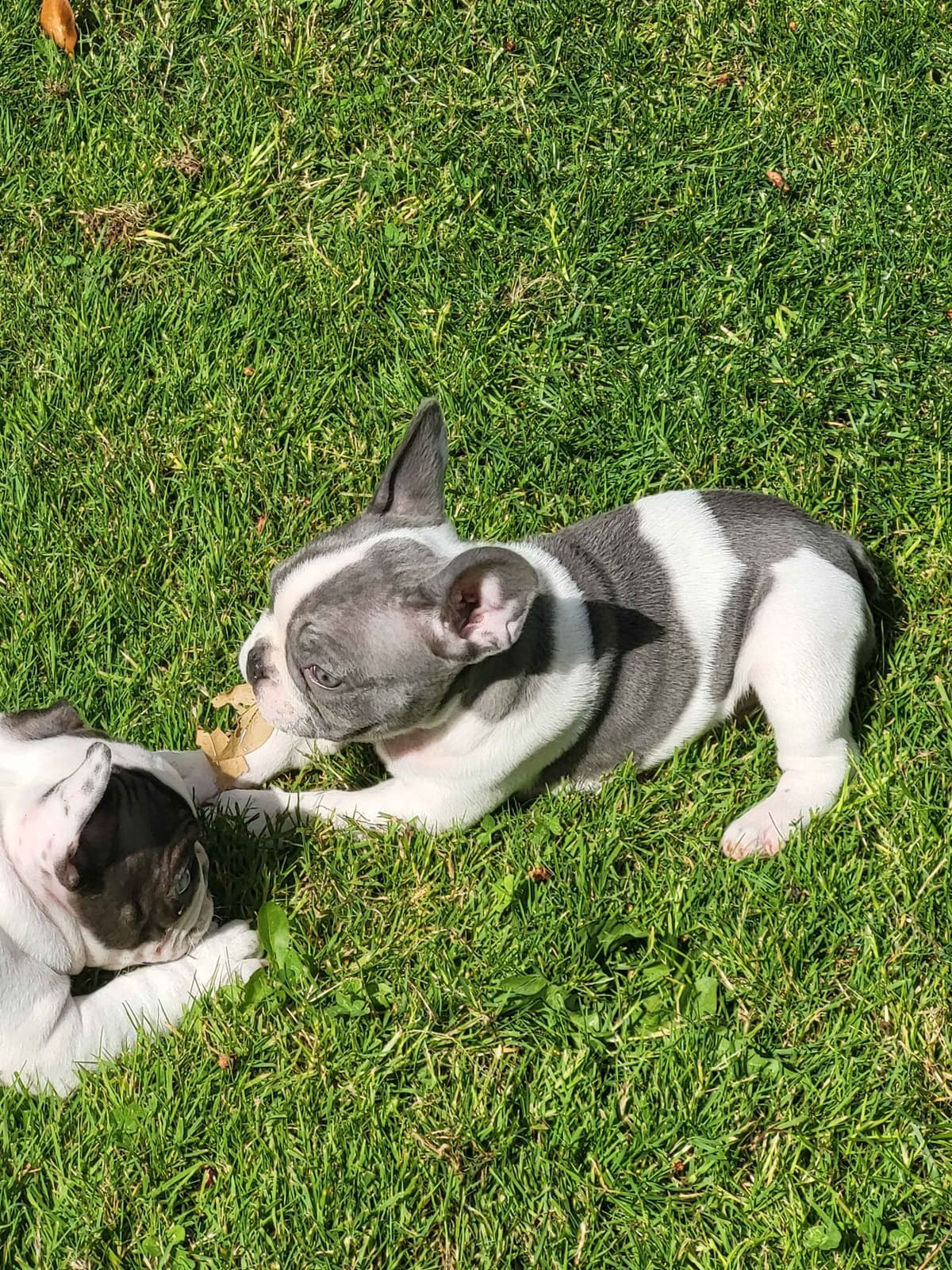 French Bulldog Puppies breeder image 2