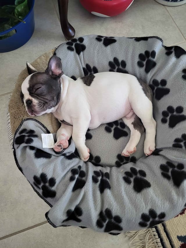 French Bulldog Puppies media 5