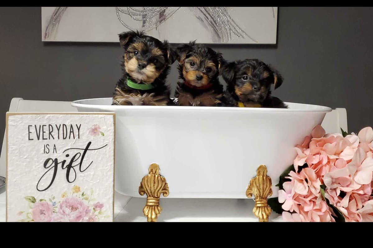 Yorkshire Terrier Puppies breeder image 1