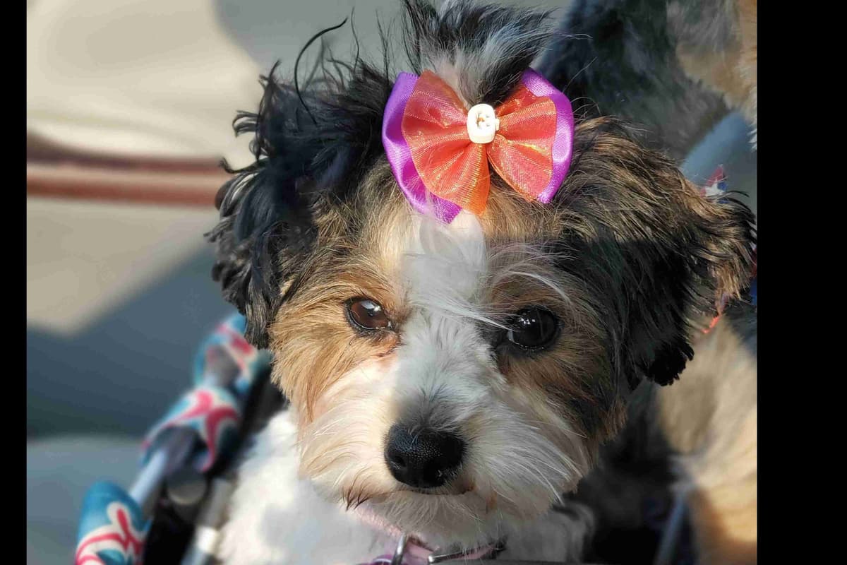 Yorkshire Terrier Puppies breeder image 2