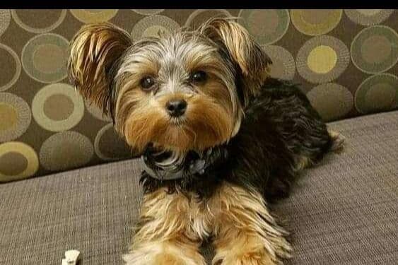 Yorkshire Terrier Puppies breeder image 3
