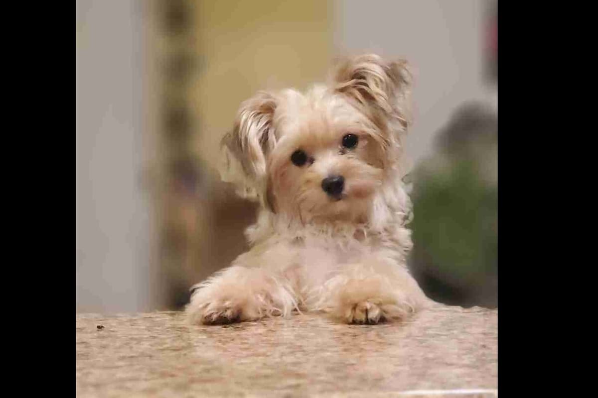 Yorkshire Terrier Puppies breeder image 4