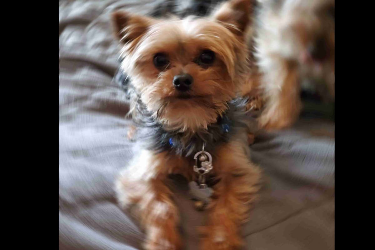 Yorkshire Terrier Puppies breeder image 5